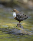 Image. Wasseramsel