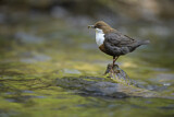 Image. Wasseramsel