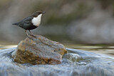 Image. Wasseramsel