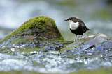 Image. Wasseramsel