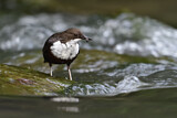 Image. Wasseramsel