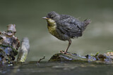 Image. Wasseramsel