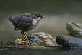 Image. Wasseramsel