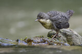 Image. Wasseramsel