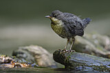 Image. Wasseramsel