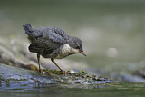 Image. Wasseramsel