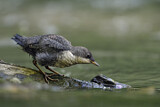 Image. Wasseramsel