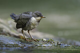 Image. Wasseramsel