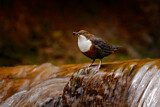 Image. Wasseramsel