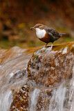 Image. Wasseramsel