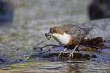 Image. Wasseramsel