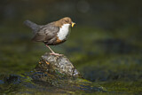 Image. Wasseramsel