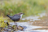 Image. Wasseramsel