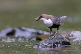 Image. Wasseramsel