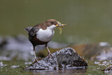 Image. Wasseramsel