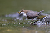 Image. Wasseramsel