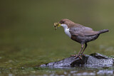 Image. Wasseramsel