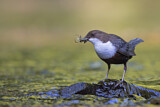 Image. Wasseramsel