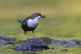 Image. Wasseramsel