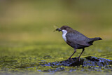 Image. Wasseramsel