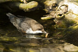 Image. Wasseramsel