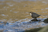 Image. Wasseramsel