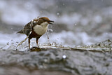 Image. Wasseramsel