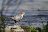 Image. Wasseramsel