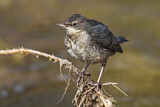 Image. Wasseramsel