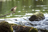 Image. Wasseramsel