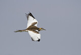 Image. Wasserfasan