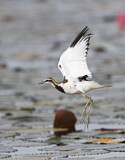 Image. Wasserfasan