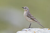 Image. Water Pipit