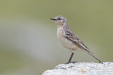 Image. Water Pipit