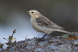 Image. Water Pipit
