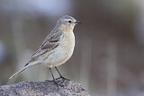 Image. Water Pipit