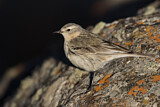 Image. Water Pipit