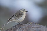 Image. Water Pipit