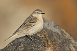 Image. Water Pipit