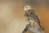 Image. Water Pipit