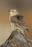 Image. Water Pipit