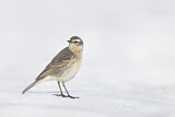 Image. Water Pipit