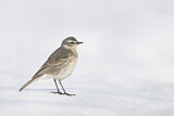 Image. Water Pipit