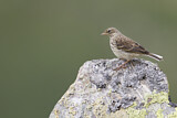 Image. Water Pipit