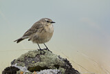 Image. Water Pipit