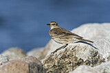 Image. Water Pipit