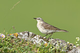 Image. Water Pipit