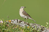 Image. Water Pipit