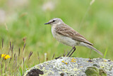 Image. Water Pipit