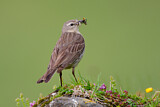Image. Water Pipit